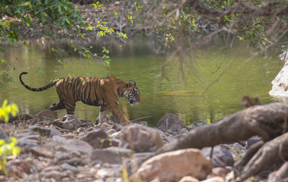 Jim Corbett Safari Zones &amp; Gates Guide: Bijrani, Jhirna, and Durga Devi Explained