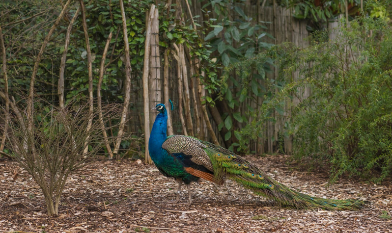 Flora and Fauna of Jim Corbett National Park: Complete Guide to Wildlife &amp; Animals