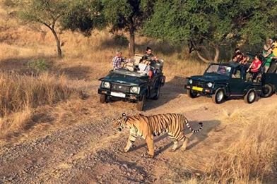 corbett jeep safari